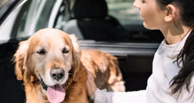 En busca del coche ideal para viajar con tu mascota: medidas mínimas y  otras cuestiones que quizá no te habías planteado